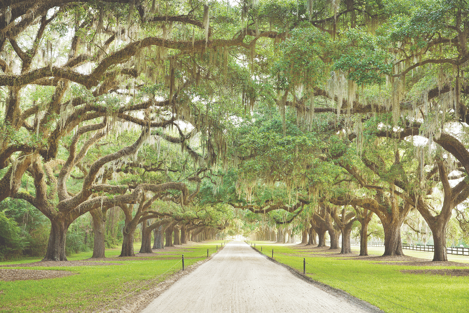 Charleston image 5